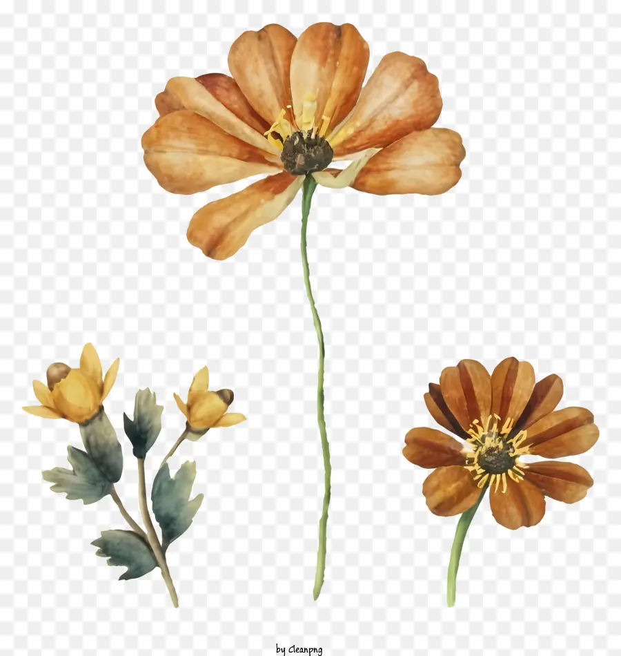 Flores，Botánico PNG