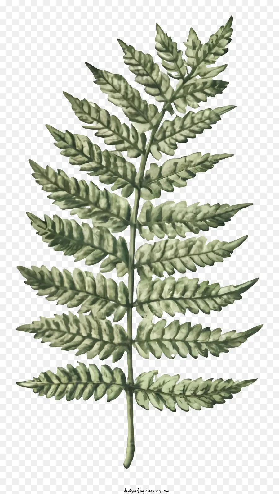 Hoja De Helecho，Helecho Verde PNG