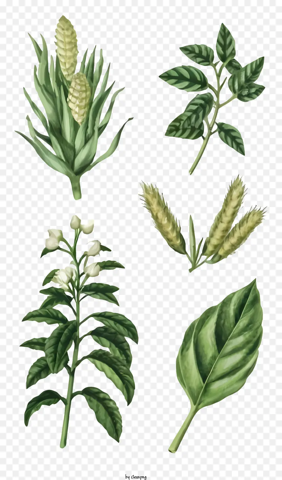 Plantas，Hojas PNG