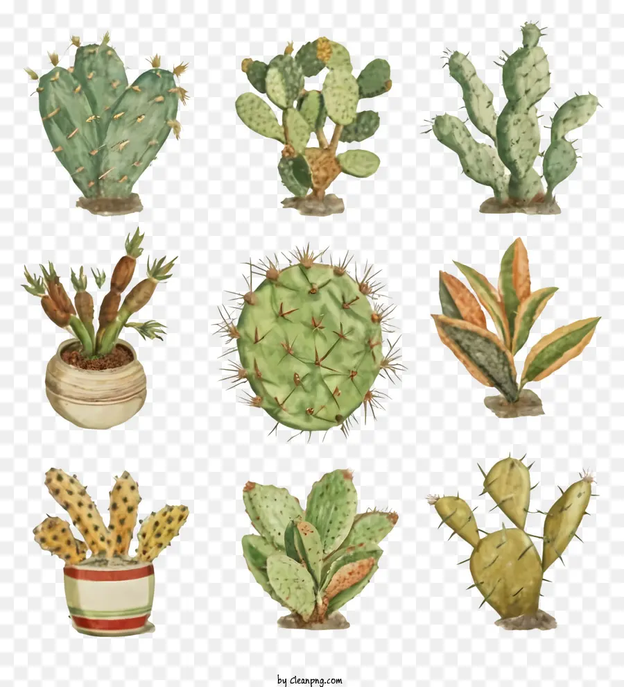 Cactus Y Suculentas，Nopal PNG