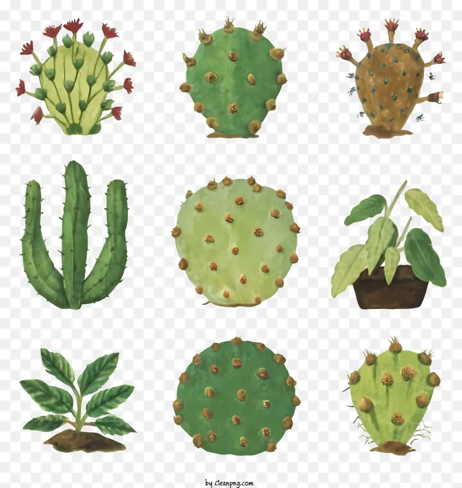 Cacti，Acuarela PNG