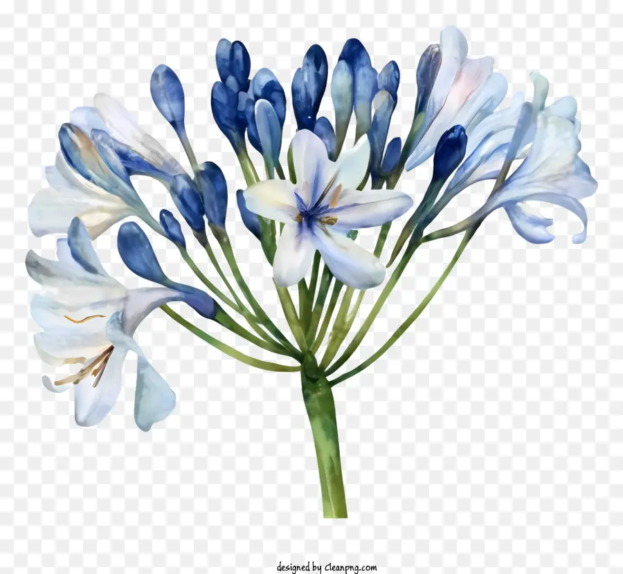 Flor De Lirio Azul，Pétalos Blancos PNG