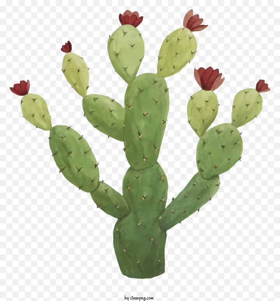 Planta De Cactus，Cactus Con Flores PNG