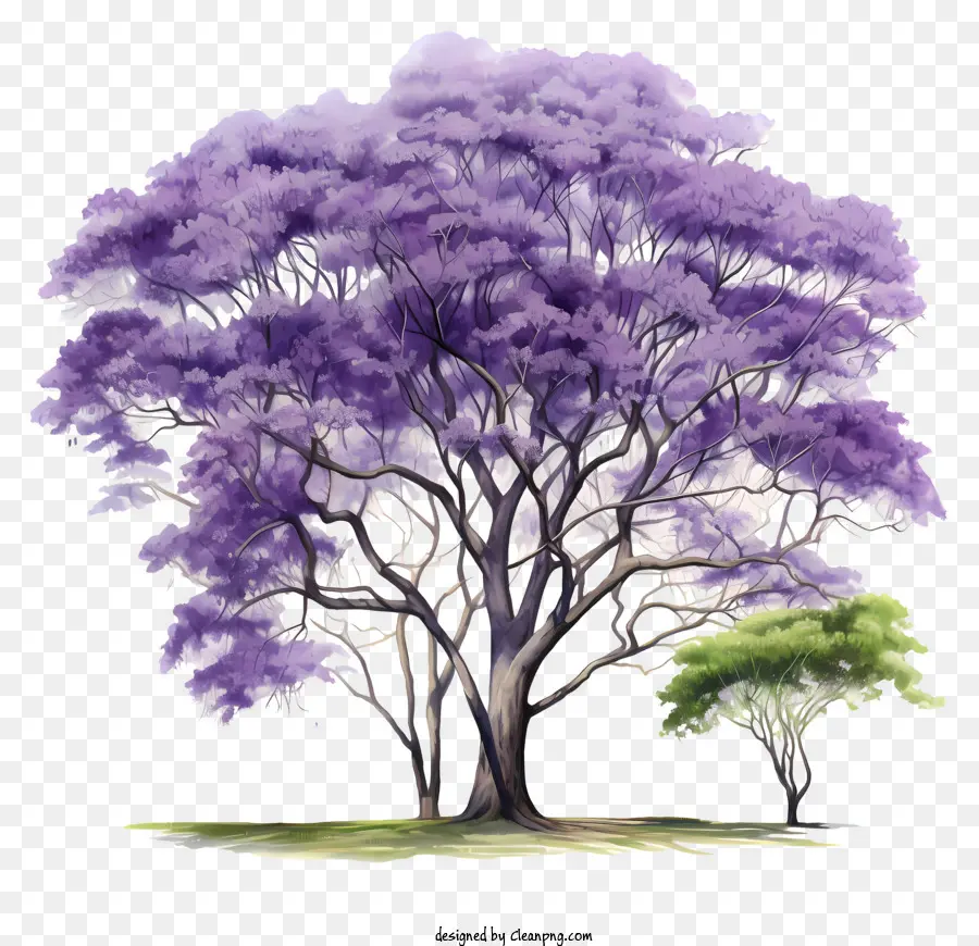 árbol Morado，Árbol PNG