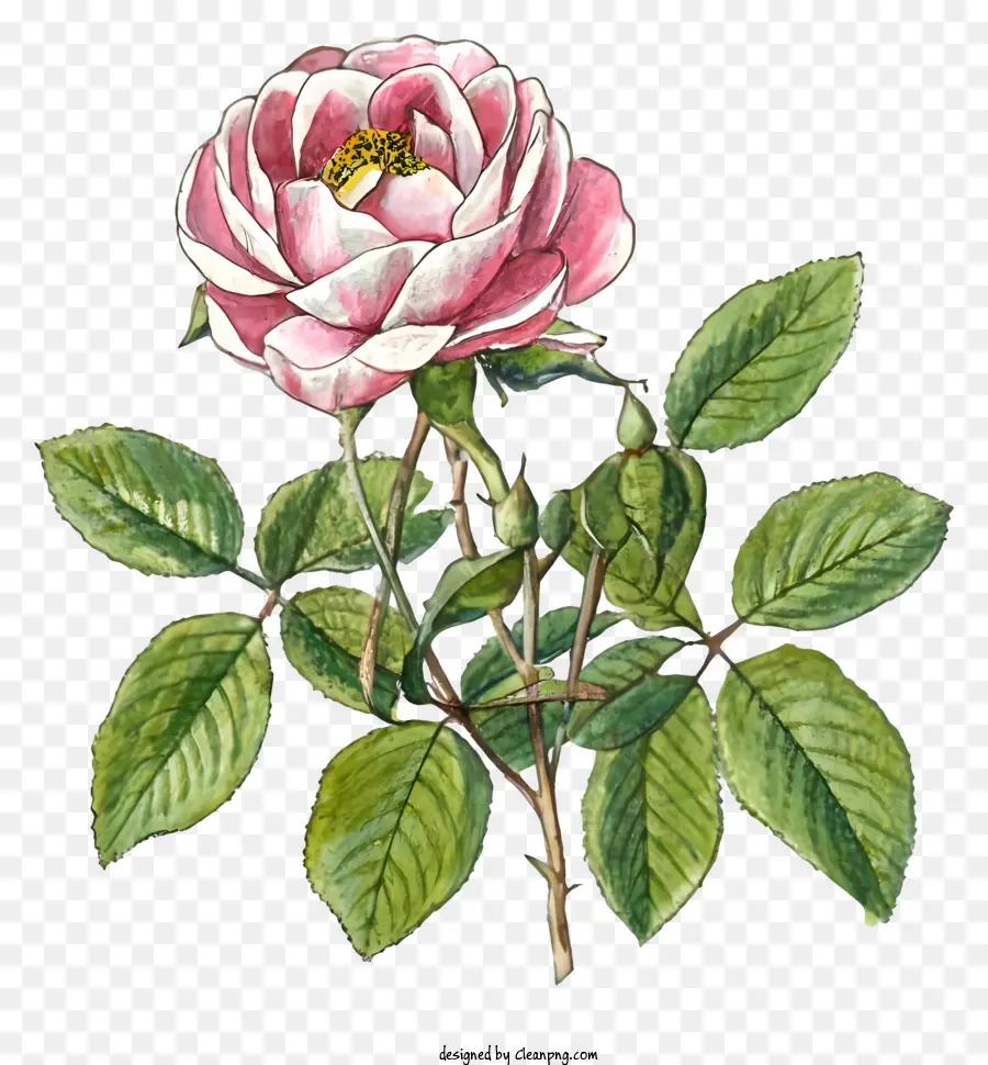 Rosa Rosa，Flor PNG