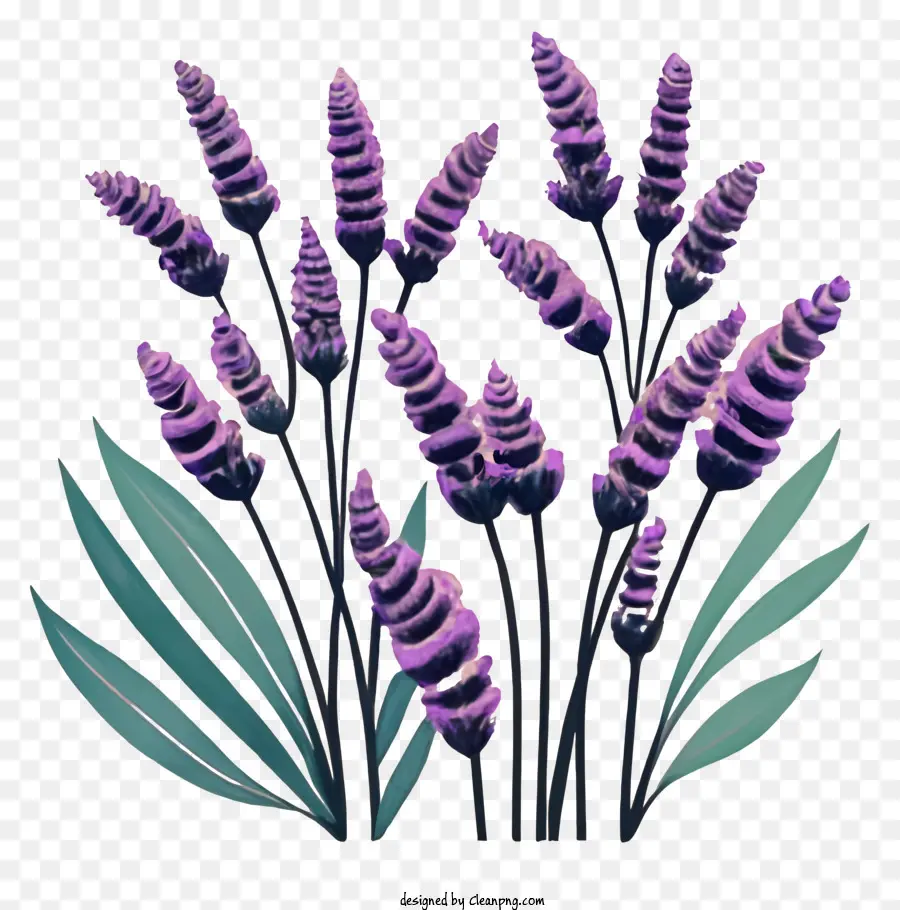 Las Flores De Lavanda，Pétalos Azul Oscuro PNG