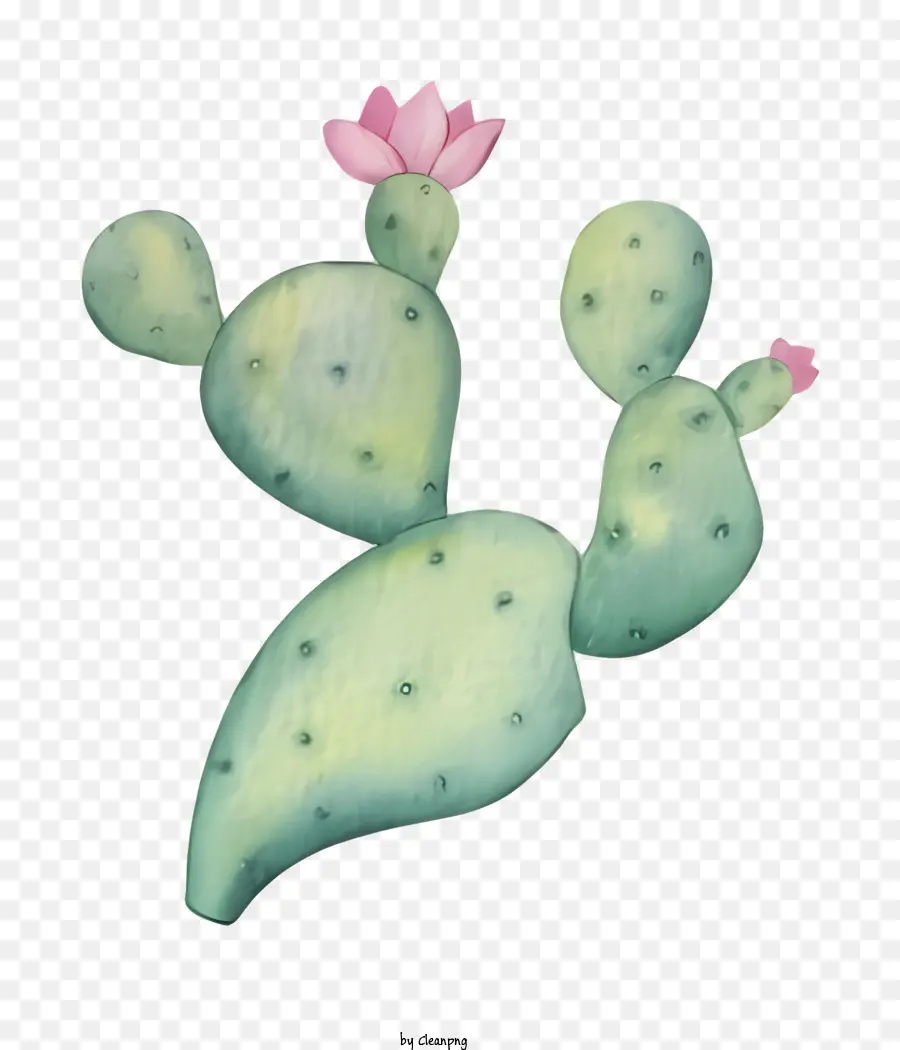 Macetas De Cactus，Cactus Blanco PNG