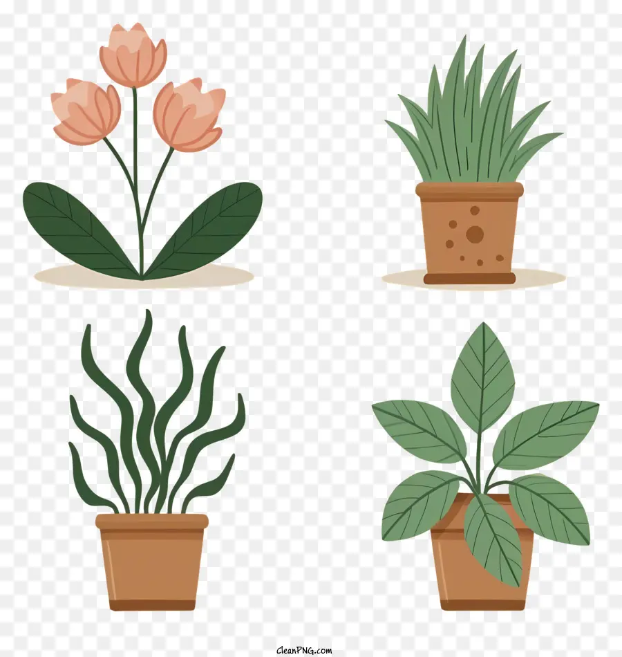 Las Plantas En Maceta，Tulip PNG