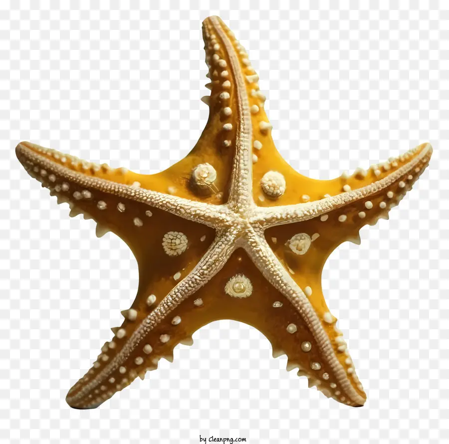 Estrella De Mar，Black Background PNG