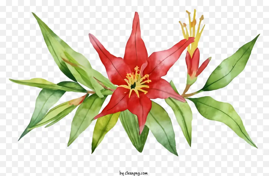 Flor Roja，Hojas Verdes Largas PNG