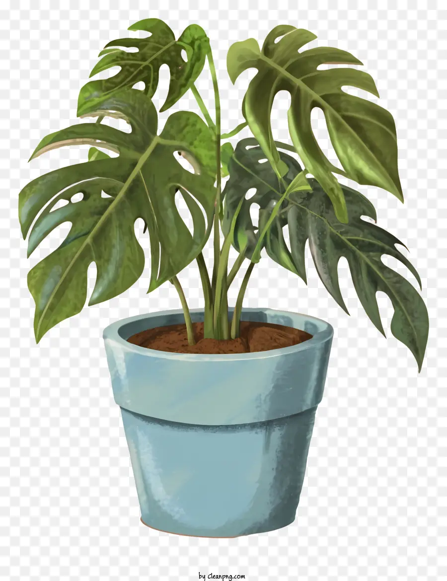 Gran Planta Azul，Planta En Maceta PNG