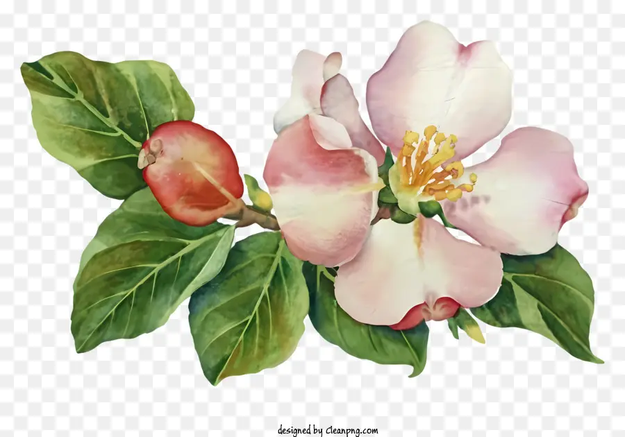 Apple Blossom，Flor PNG