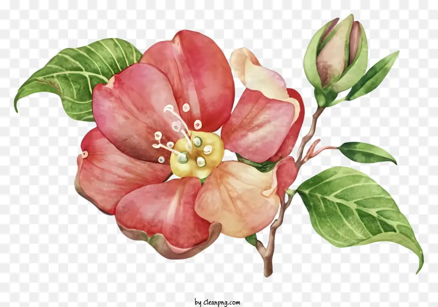 Apple Blossom，Flor De Manzana Roja Y Rosa PNG