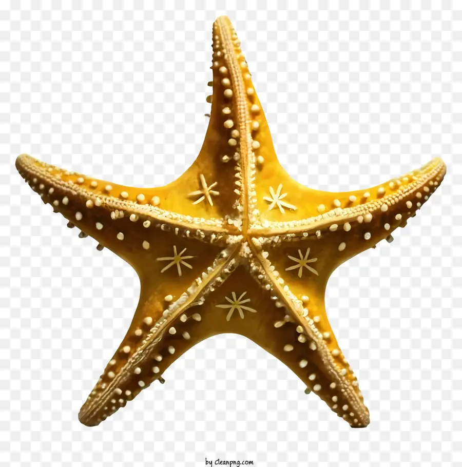 Estrella De Mar，Océano PNG