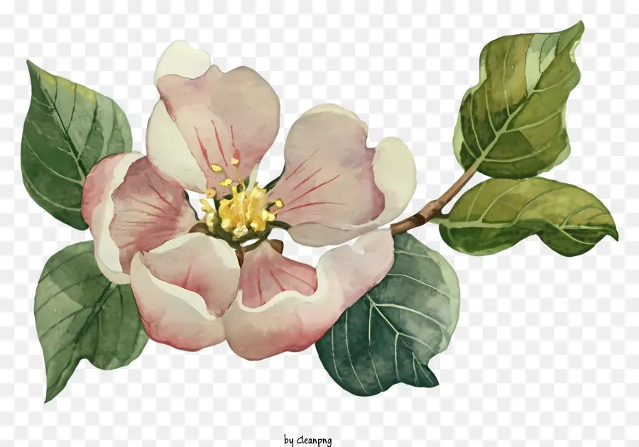 Flor De Manzana Rosa，Pintura PNG