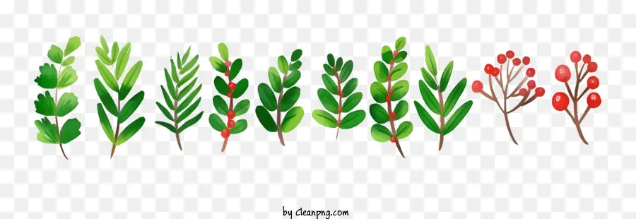 Plantas Con Hojas Coloridas，Verdor PNG