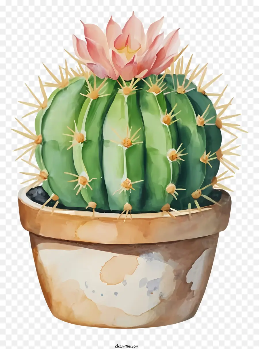 Cactus，Flores De Color Rosa PNG