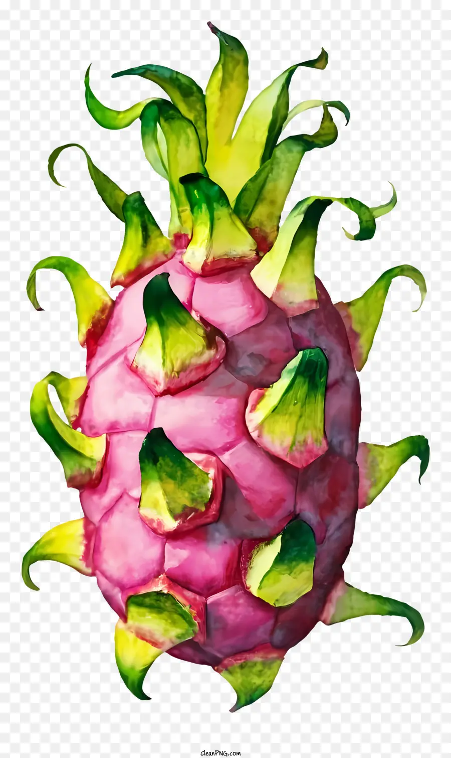 Fruta Del Dragón，Rosa De La Fruta PNG