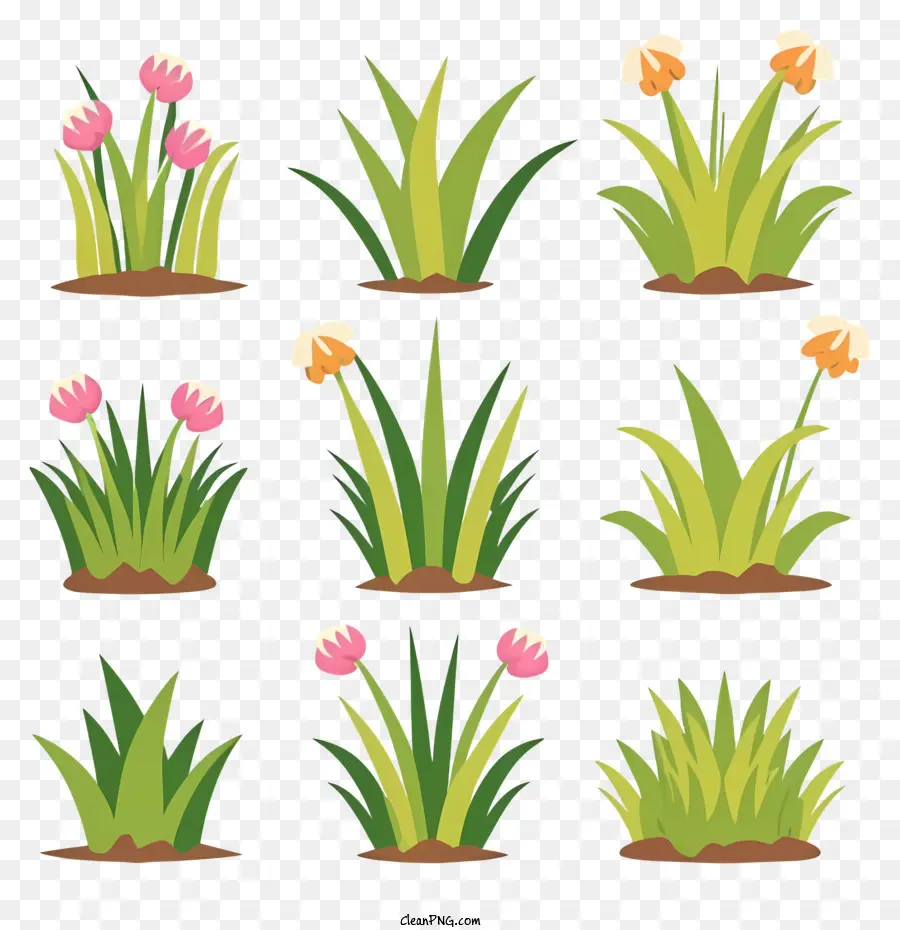 Flores，Los Tulipanes PNG