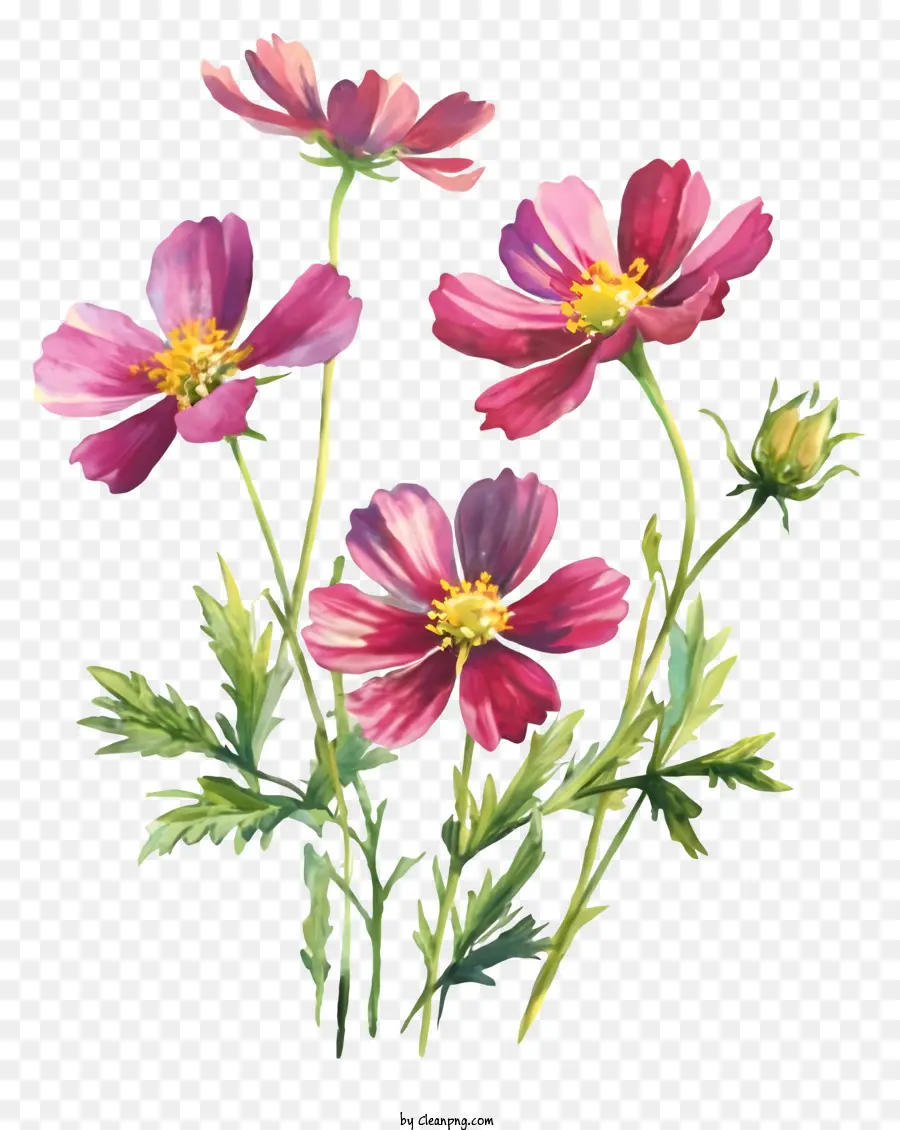 Flores Rosadas，Flores Del Cosmos PNG