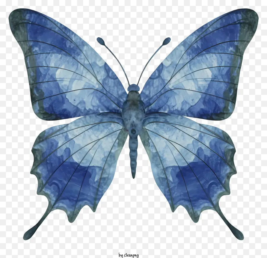 Mariposa Azul，Mariposa Grande PNG