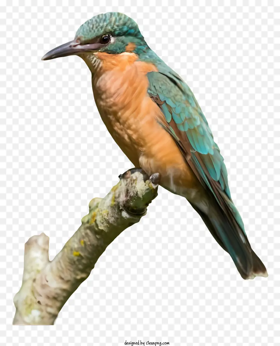 Bájaro Con Cabeza Verde，Pájaro Alado Azul PNG