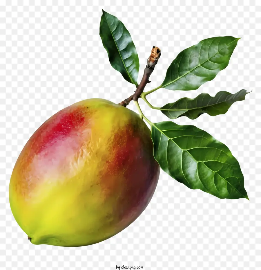 Mango，Tropical PNG