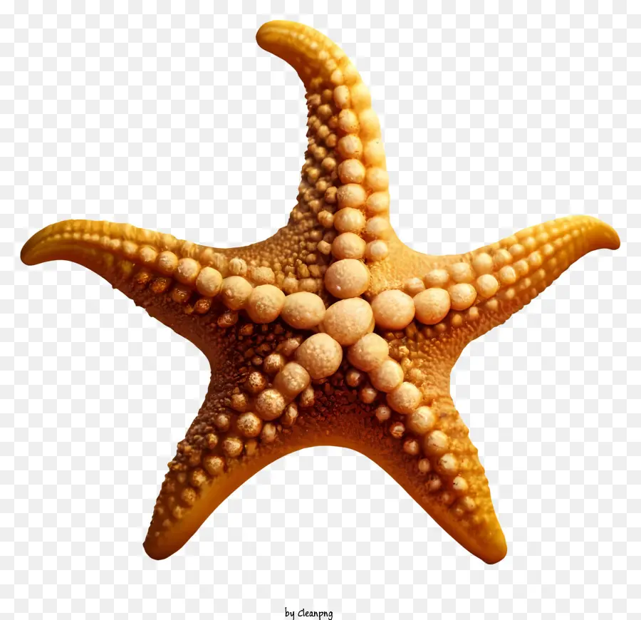 Estrella De Mar，Invertebrado Marino PNG