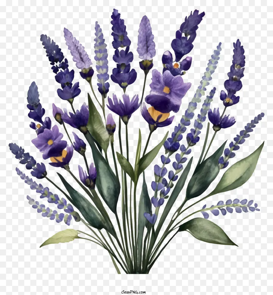 Las Flores De Lavanda，Ramo PNG