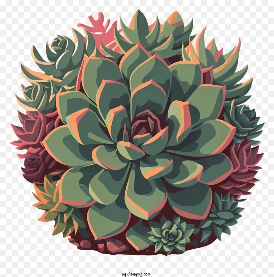 Plantas Suculentas，Planta Suculenta PNG