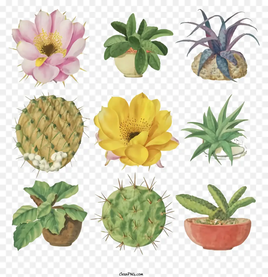 Las Plantas Suculentas，Cacti PNG