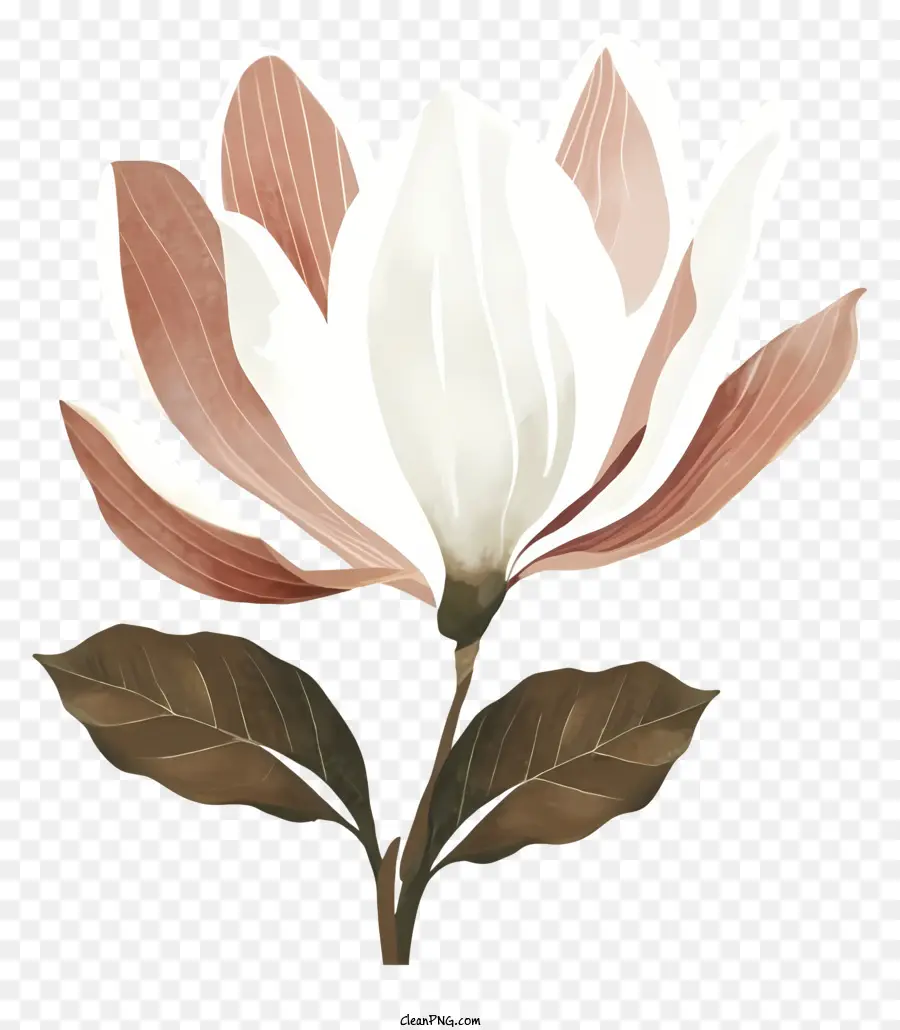 Flor Blanca，Pétalos Rosados ​​y Marrones PNG