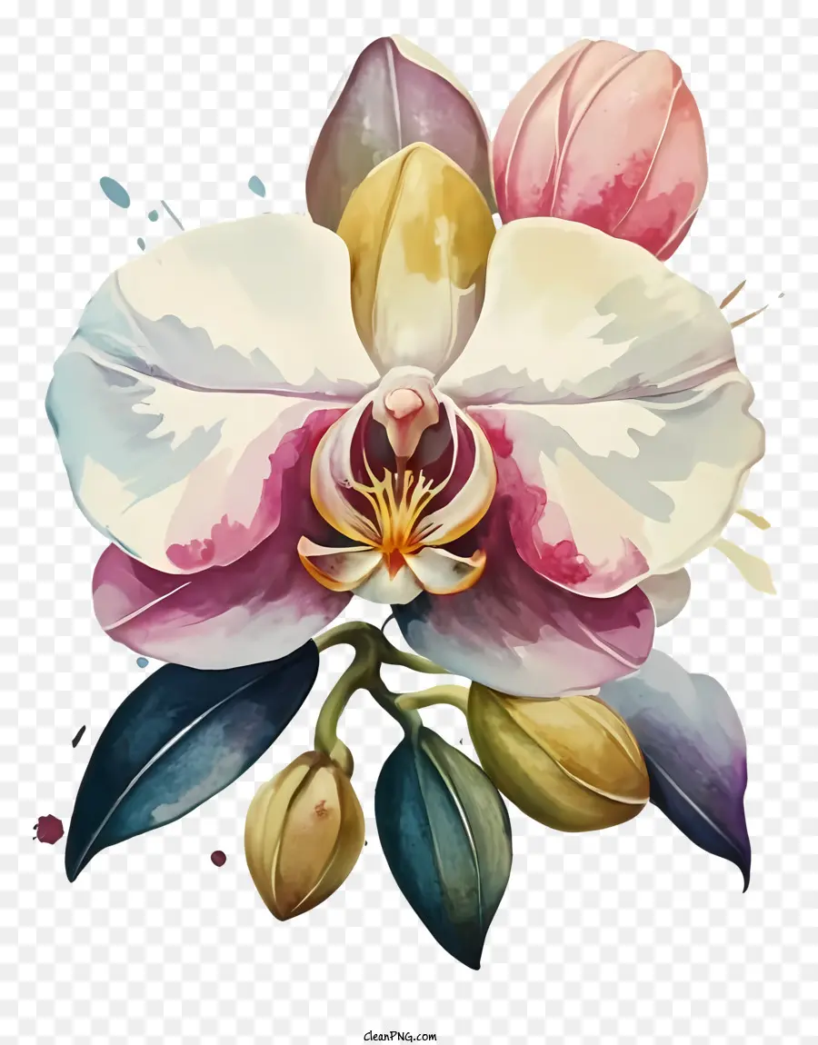 Orquídea，Pétalos PNG