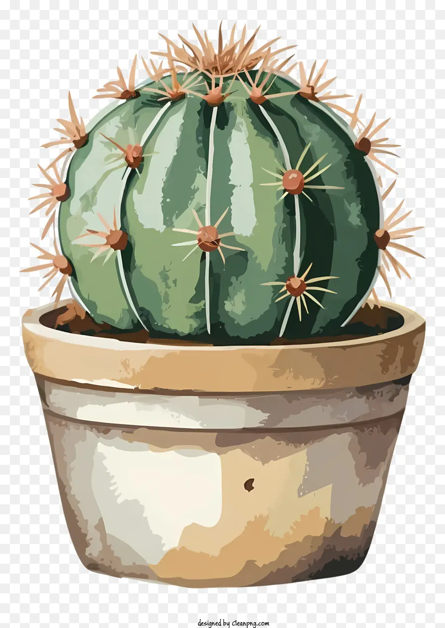 Planta De Cactus Verde，Cactus PNG