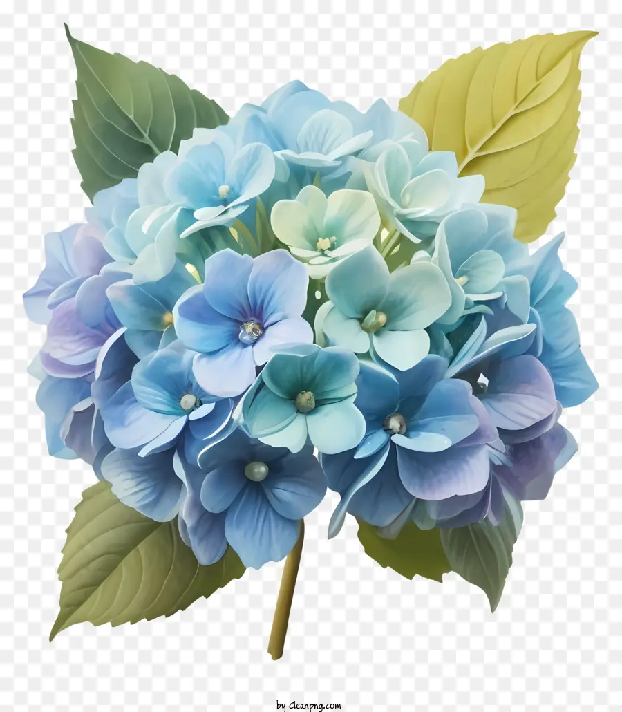 Flor Hortícola，Hortensia PNG