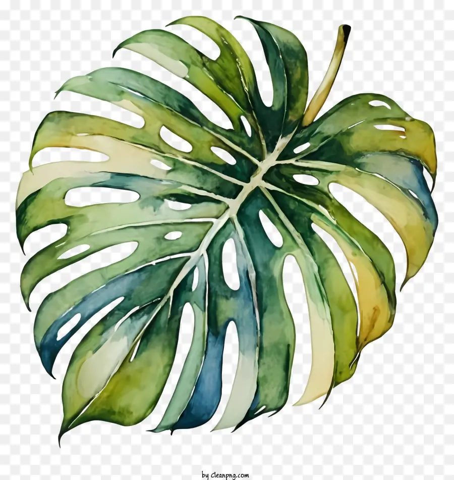 Monstera De La Hoja，Verde Hoja PNG