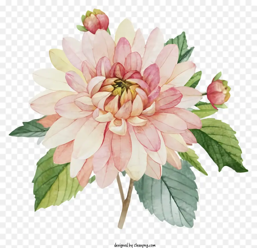 Pintura A La Acuarela，Flor De Dahlia Rosa PNG