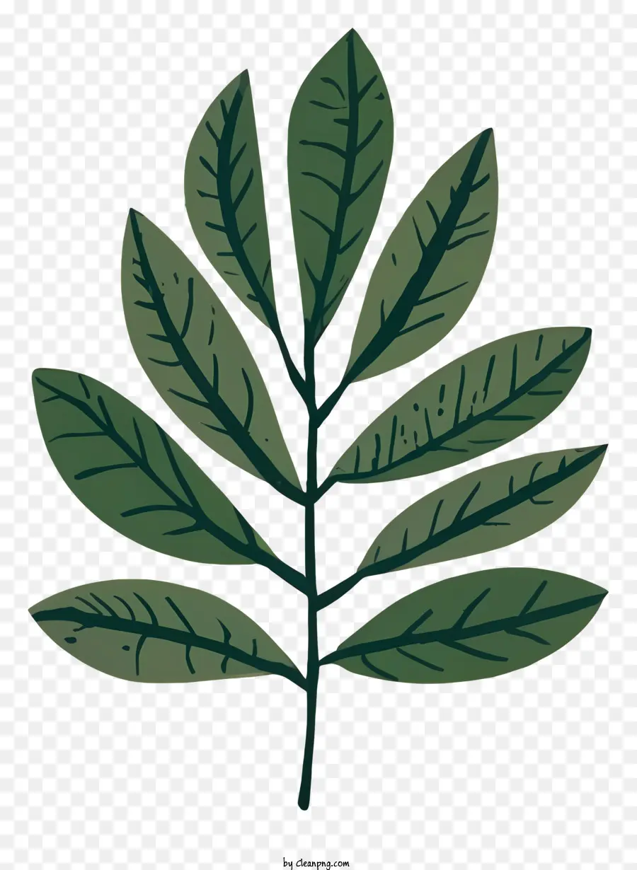 Hojas De Planta，Verde Hoja PNG