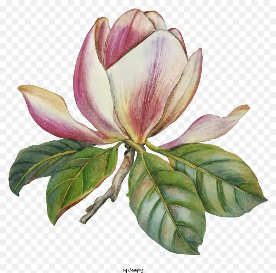 Pintura De Acuarela，Flor De Magnolia PNG