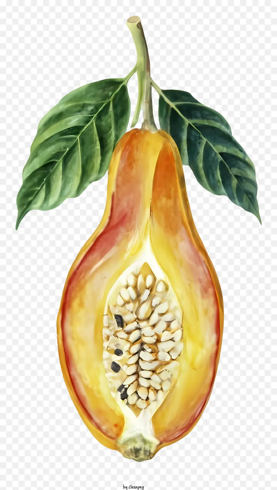 Pintura A La Acuarela，Fruta De Papa PNG