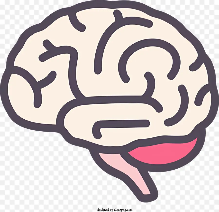 La Anatomía Del Cerebro，El Cerebro Humano PNG