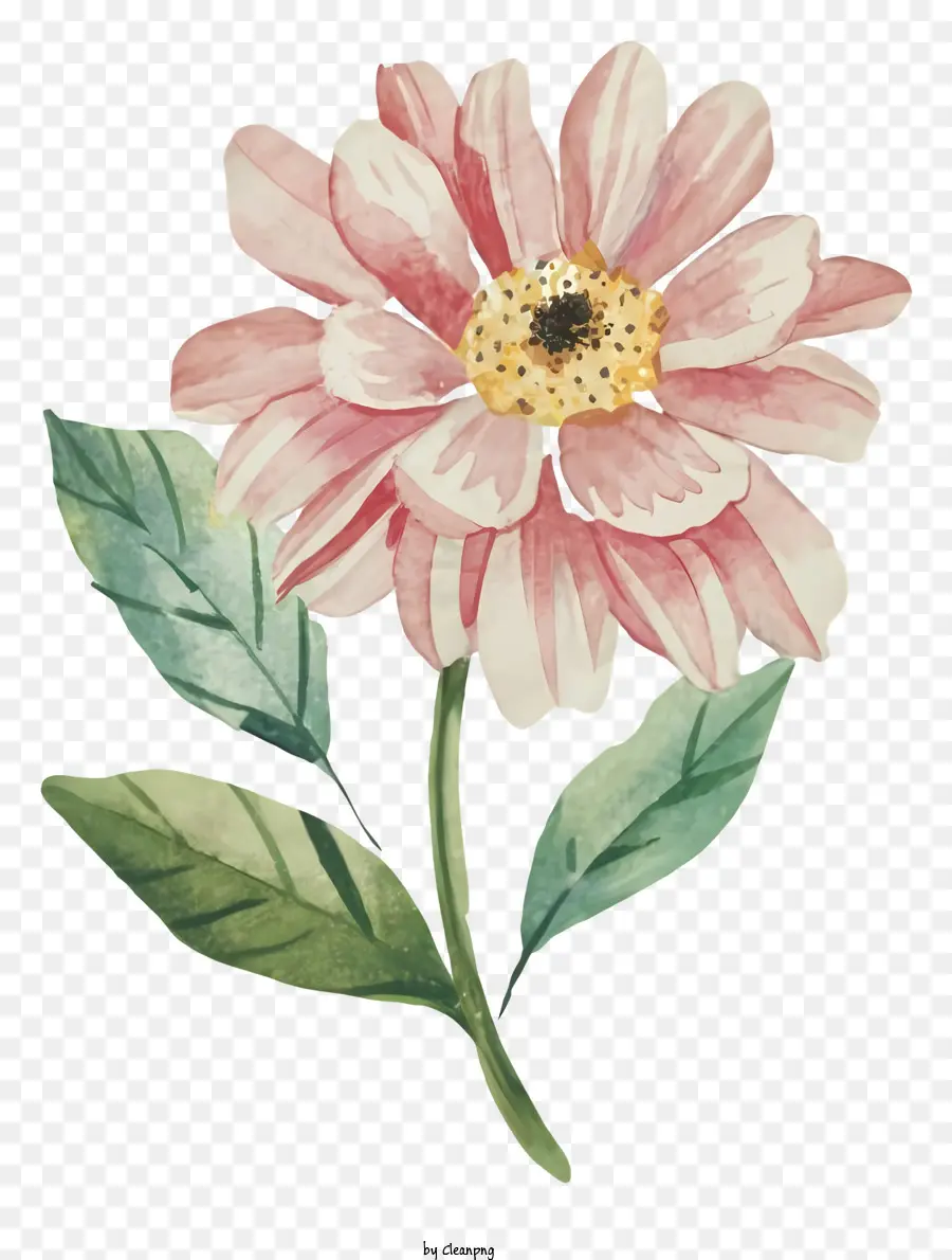 Pintura De Acuarela，Flor Rosa PNG