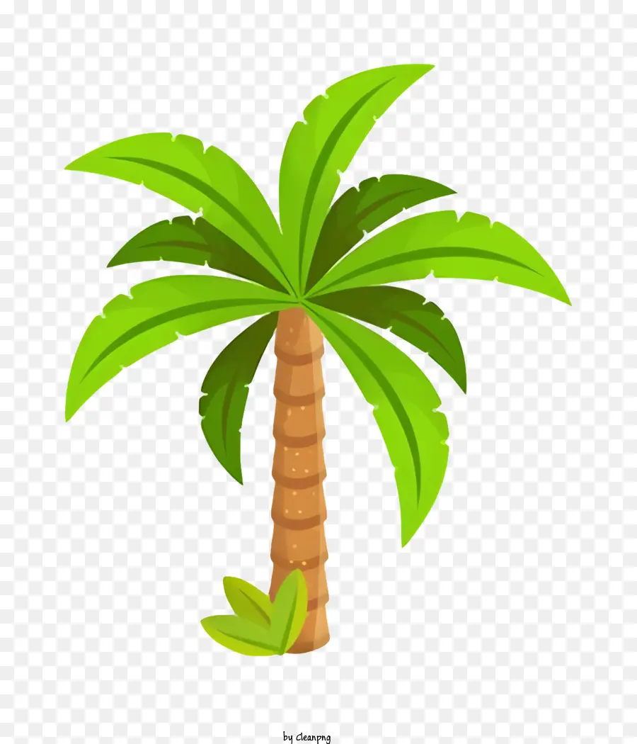 Palmera，Hojas Verdes PNG