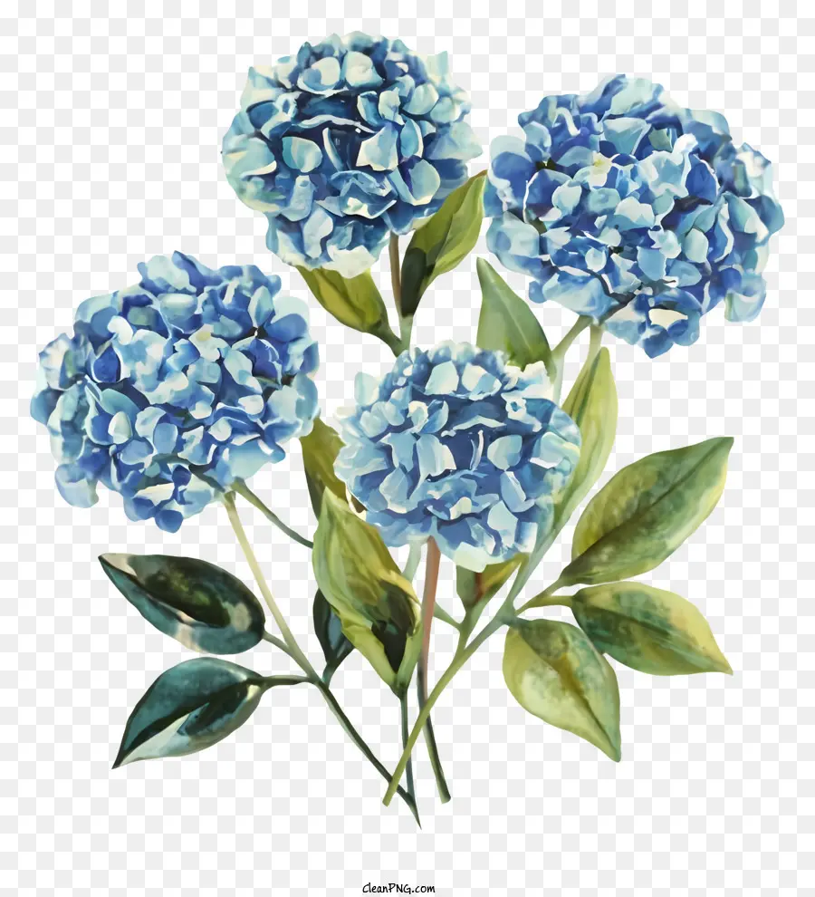 Flores De Hortensia Azul，Hojas Verdes PNG