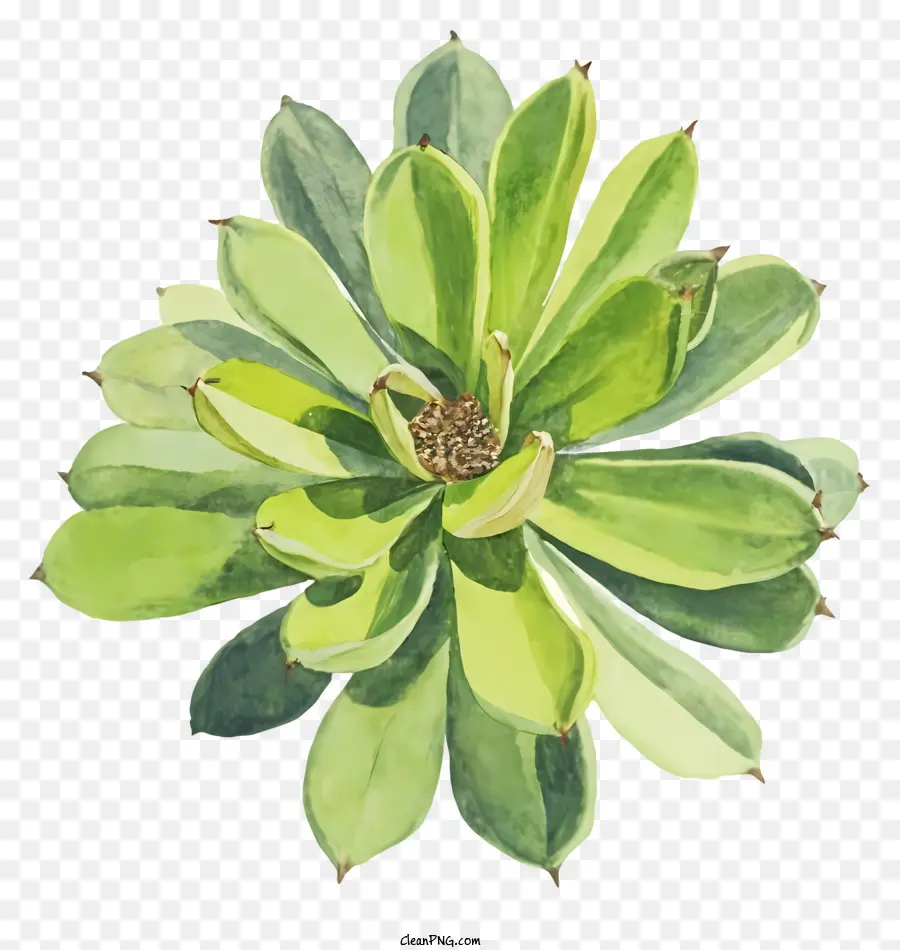 Planta，Planta Suculenta PNG