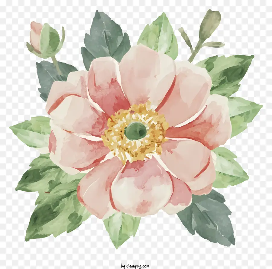 Pintura A La Acuarela，Rosa Rosa PNG