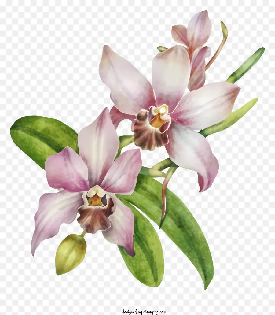 Púrpura Orquídeas，Ramo PNG