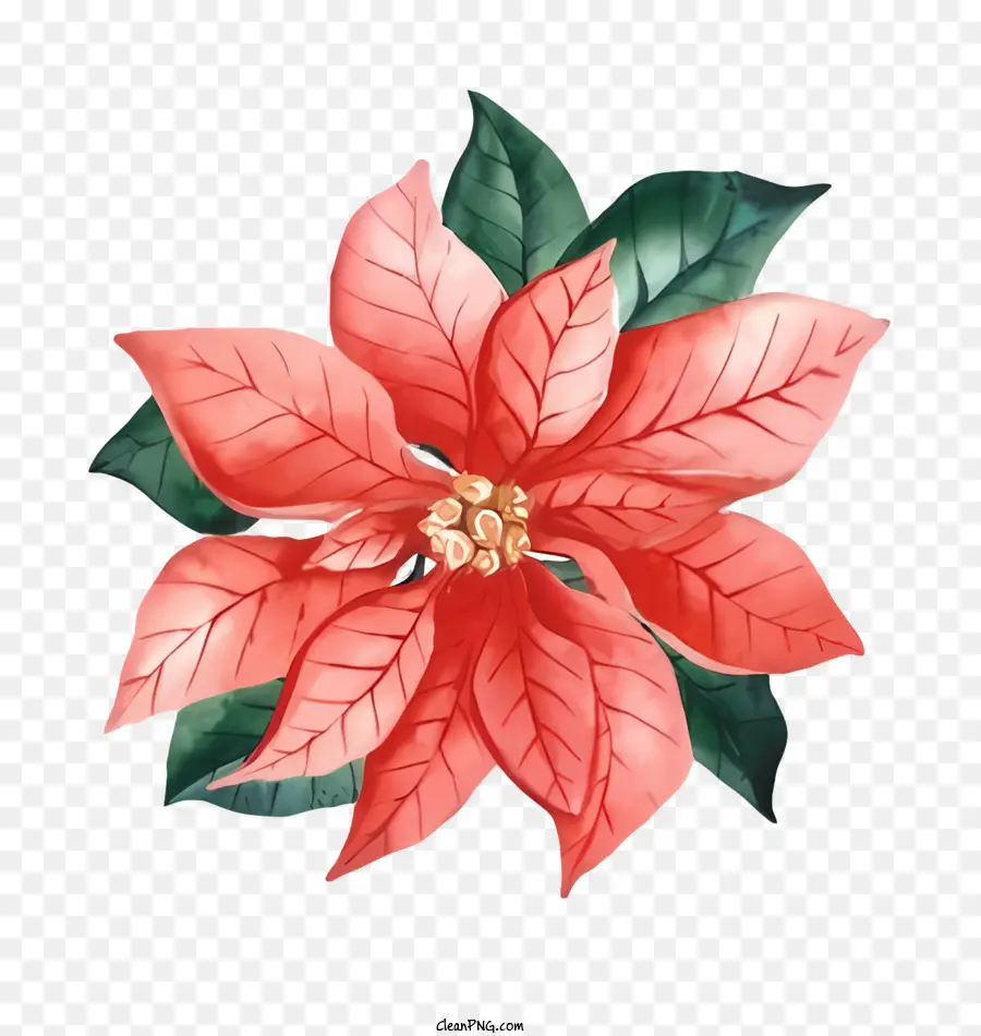 Pintura A La Acuarela，La Flor De Pascua Flor PNG