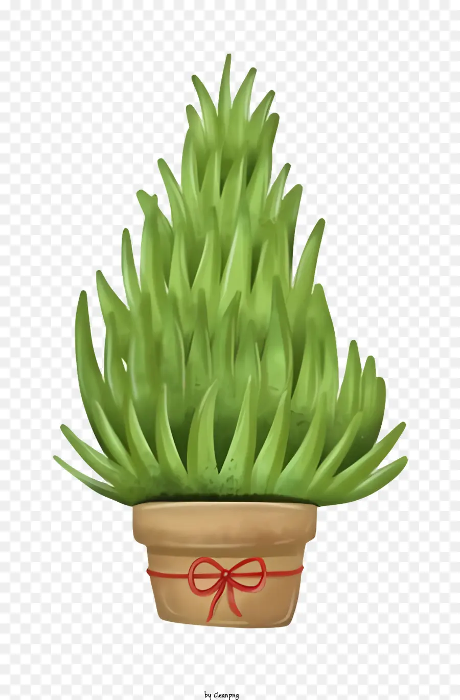 Plantar Con Cinta Roja，Planta Suculenta PNG