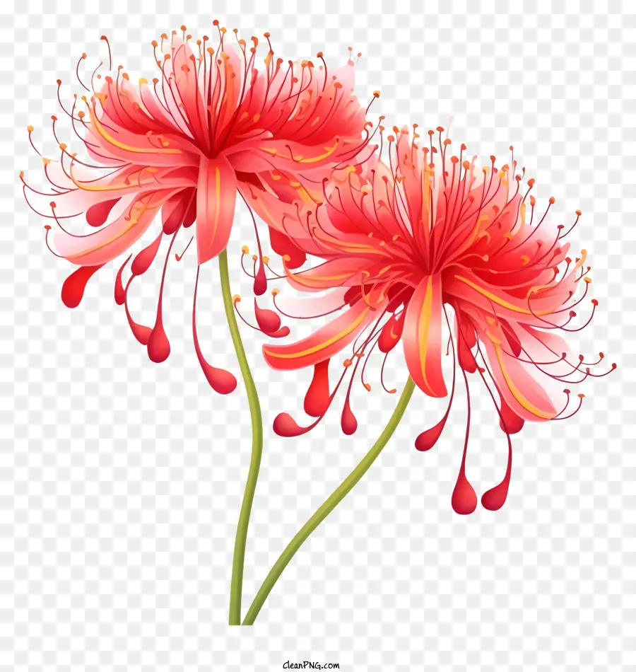 1 Flores Rosadas，Flores Rojas PNG